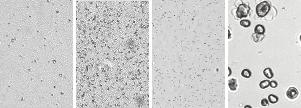 k2-cell photos.png k2-cell photos.png